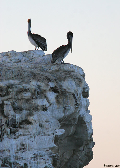 Pruunpelikan (Pelecanus occidentalis)
Santa Cruz, California

UP
Keywords: brown pelican