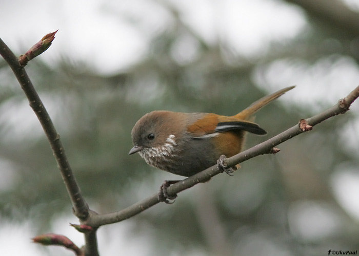 Alcippe ludlowi 
Eaglenest NP, märts 2010

UP
Keywords: brown-throated fulvetta