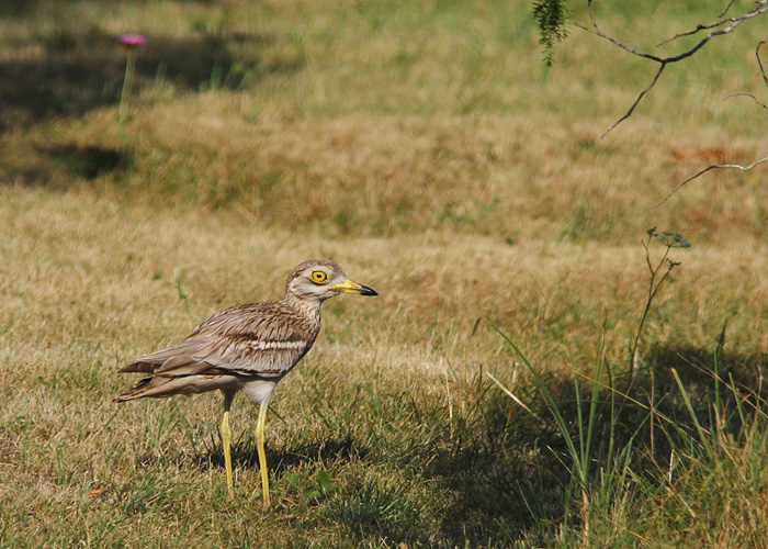 Jämejalg (Burhinus oedicnemus)
Saaremaa, 19.7.2014. Eesti 6. vaatlus. 6th for Estonia.

Jarmo Lindstedt
Keywords: thick-knee