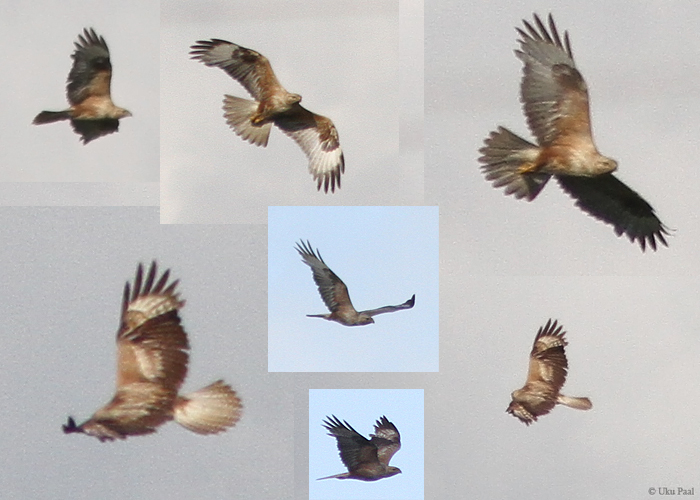 Stepiviu (Buteo rufinus)
Korva luht, Valgamaa, 27.6.2015. Uus liik Eestile. 1st for Estonia.

Uku Paal
Keywords: buzzard