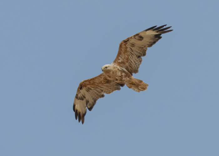Stepiviu (Buteo rufinus)
Varudi-Altküla, Lääne-Virumaa, 06.08.2025.

Peter Lind
Keywords: long-legged buzzard