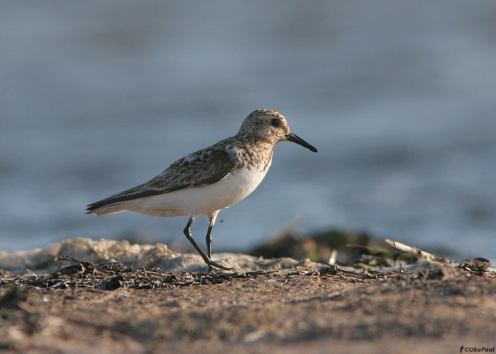 Leeterüdi (Calidris alba)
Läänemaa, juuli 2009

UP
Keywords: sanderling