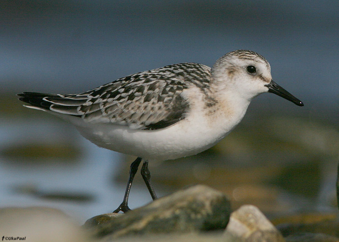 Leeterüdi (Calidris alba)
Saaremaa, september 2009

UP
Keywords: sanderling