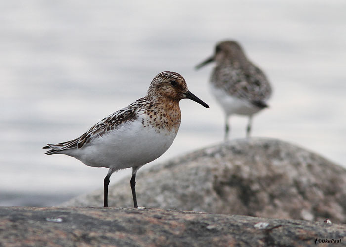 Leeterüdi (Calidris alba)
Läänemaa, juuli 2011

UP
Keywords: sanderling