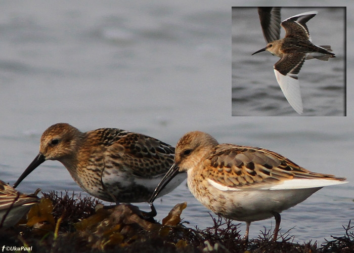 Valgete labahoosulgedega soorüdi (Calidris alpina)
Haversi, Läänemaa, 24.9.2010

UP
Keywords: dunlin