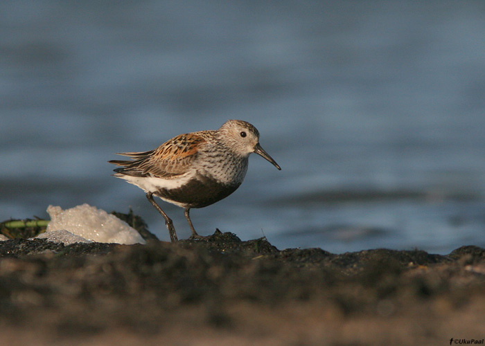 Tundrarüdi (Calidris alpina alpina)
Läänemaa, juuli 2009

UP
Keywords: dunlin