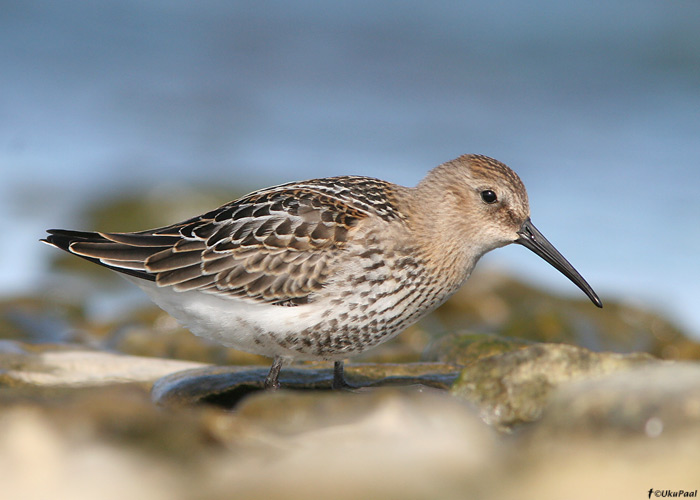 Soorüdi (Calidris alpina)
Saaremaa, september 2009

UP
Keywords: dunlin