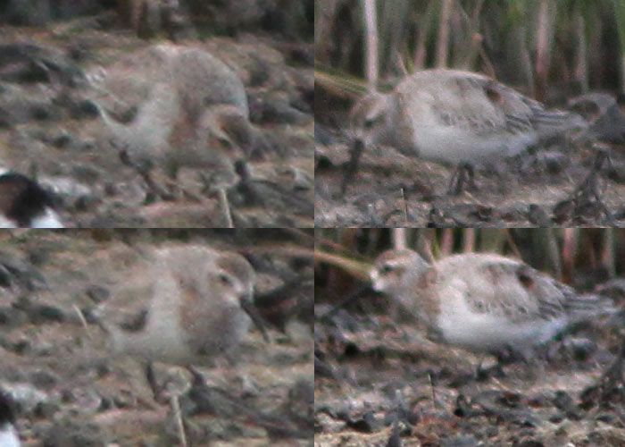 Leukistlik soorüdi (Calidris alpina)
Sõrve säär, Saaremaa, 30.5.2012

UP
Keywords: dunlin