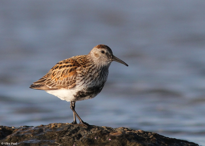 Niidurüdi (Calidris alpina schinzii)
Hiiumaa, mai 2014

UP
Keywords: dunlin