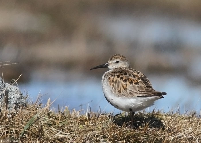 Niidurüdi (Calidris alpina schinzii)
Läänemaa, aprill 2013

UP
Keywords: dunlin