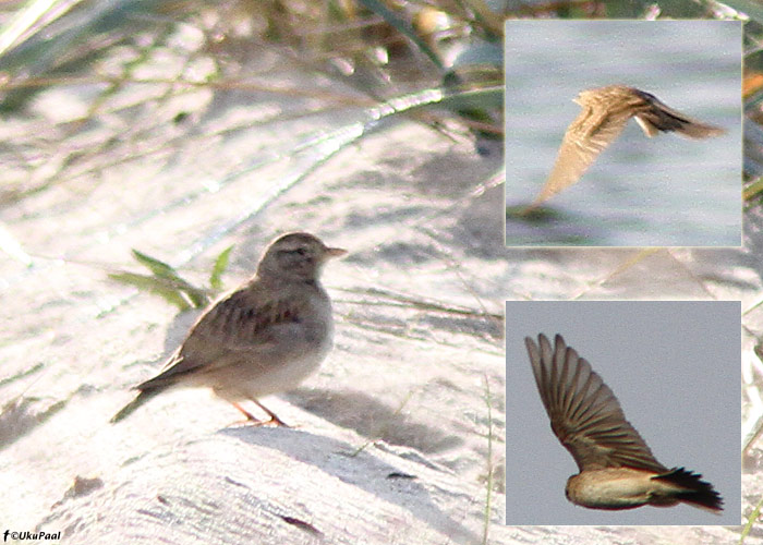 Välja-väikelõoke (Calandrella brachydactyla)
Haversi, Läänemaa, 24.10.2011

UP
Keywords: short-toed lark