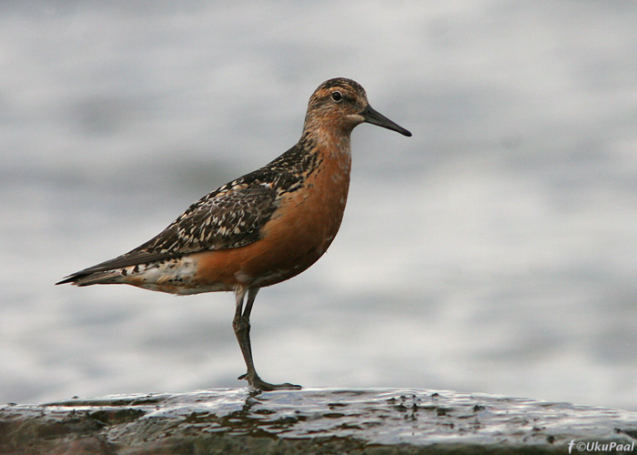 Suurrüdi (Calidris canutus)
Põõsaspea, 1.9.2007
Keywords: knot