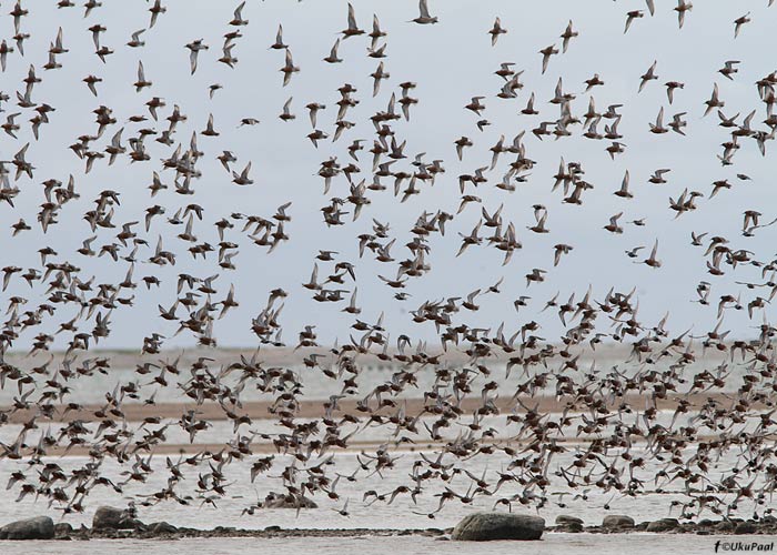 Suurrüdi (Calidris canutus)
Sõrve säär, 30.5.2012

UP
Keywords: knot