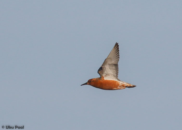 Suurrüdi (Calidris canutus)
Hanikatsi, Hiiumaa, mai 2016

UP
Keywords: red knot