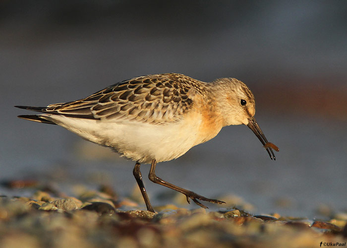 Kõvernokk-rüdi (Calidris ferruginea)
Läänemaa, 11.9.2011

UP
Keywords: curlew sandpiper