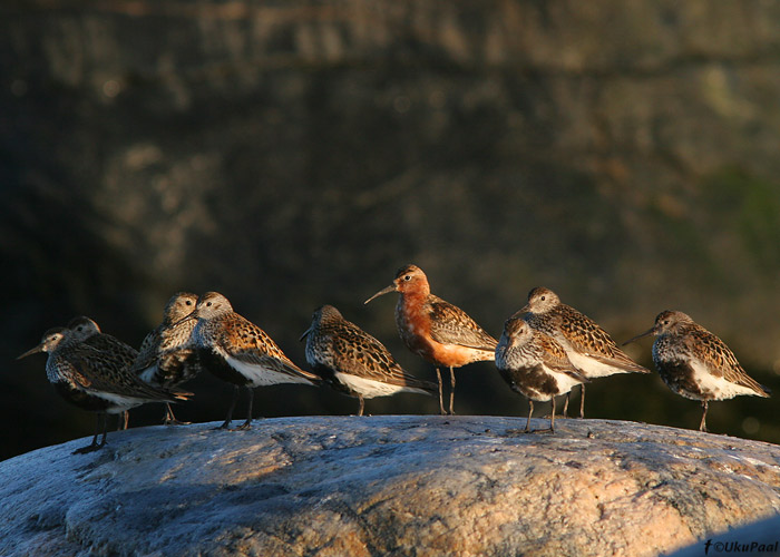 Kõvernokk-rüdi (Calidris ferruginea)
Läänemaa, 18.7.08
Keywords: curlew sandpiper dunlin