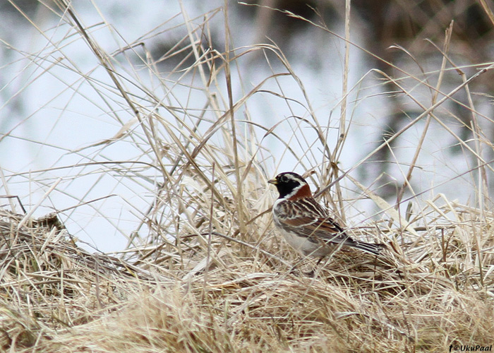 Lapi tsiitsitaja e keltsalind (Calcarius lapponicus)
Pulgoja, Pärnumaa, 18.4.2013

UP
Keywords: lapland bunting