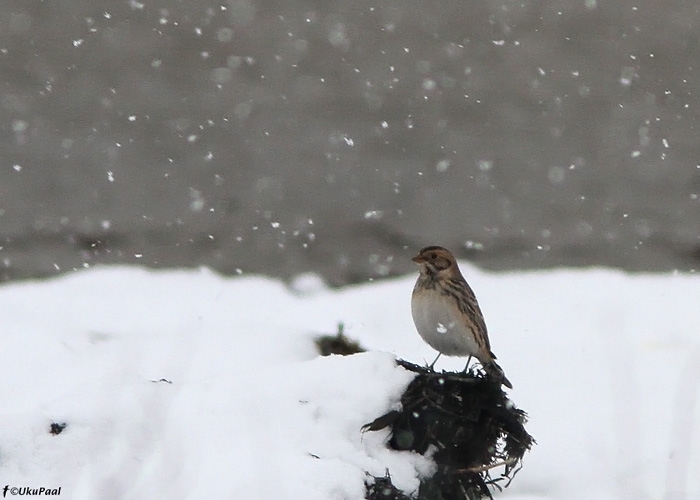 Lapi tsiitsitaja e keltsalind (Calcarius lapponicus)
Haversi, Läänemaa, 22.10.2010

UP
Keywords: lapland bunting