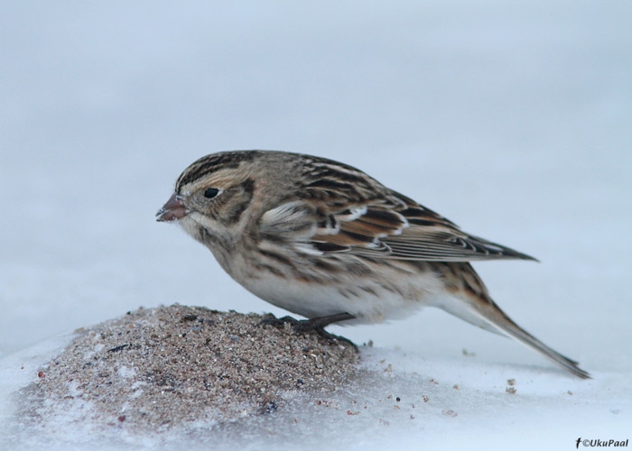 Lapi tsiitsitaja e keltsalind (Calcarius lapponicus)
Loode, Saaremaa, 3.12.2010

UP
Keywords: lapland bunting 