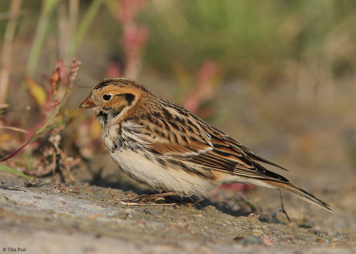 Keltsalind (Calcarius lapponicus)
Mehikoorma, Tartumaa, 21.9.2014

UP
Keywords: lapland bunting