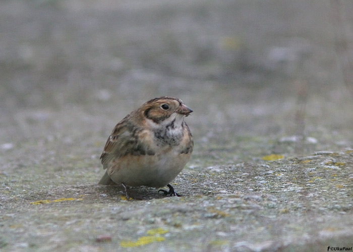 Lapi tsiitsitaja e keltsalind (Calcarius lapponicus)
Kuna kehakülgedel on laialt mustad laigud, siis on arvatavasti tegemist vana isaslinnuga.

Harjumaa, oktoober 2009

UP
Keywords: lapland bunting