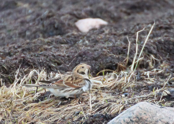 Lapi tsiitsitaja e keltsalind (Calcarius lapponicus)
Rahuste, Saaremaa, 30.12.2013. 

Raul Vilk
Keywords: lapland bunting