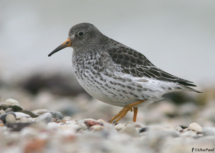 Merirüdi (Calidris maritima)
Sõrve säär, 1.3.2008
Keywords: purple sandpiper