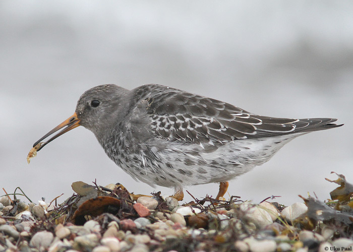 Merirüdi (Calidris maritima)
Saaremaa, november 2013

UP
Keywords: purple sandpiper