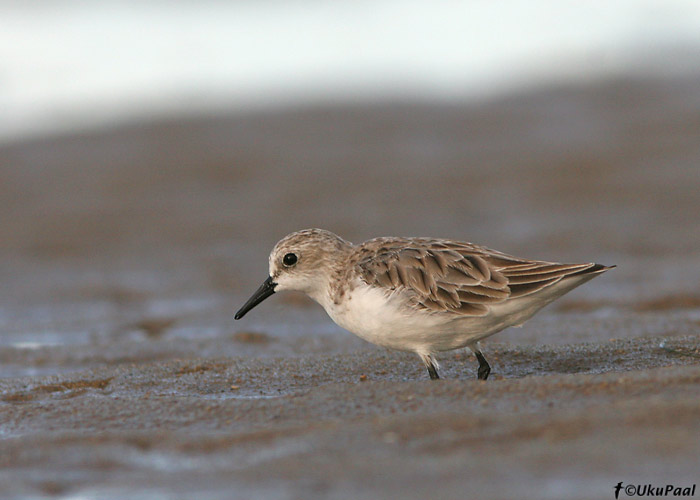 Punakael-rüdi (Calidris ruficollis)
Cairns, Detsember 2007. Cairnsi linna rand on kurvitsate õppimiseks suurepärane koht.
Keywords: red-necked stint