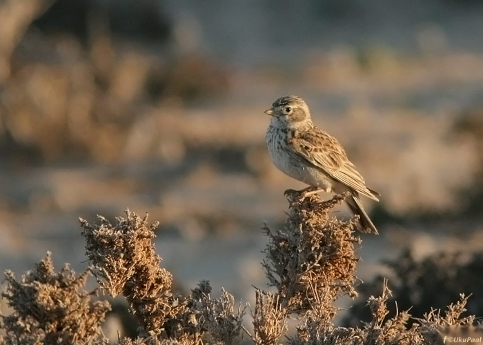 Kõnnu-väikelõoke (Calandrella rufescens)
Costa Calma, Fuerteventura, märts 2009

UP
Keywords: lesser short-toed lark