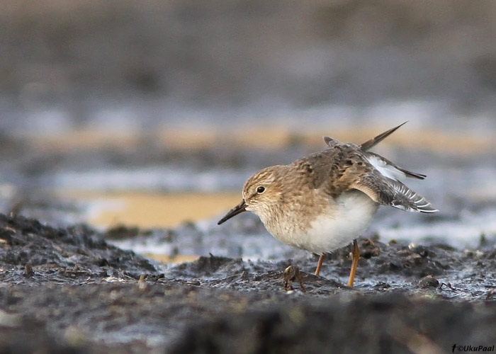 Värbrüdi (Calidris temminckii)
Läänemaa, mai 2010

UP
Keywords: temmincks stint