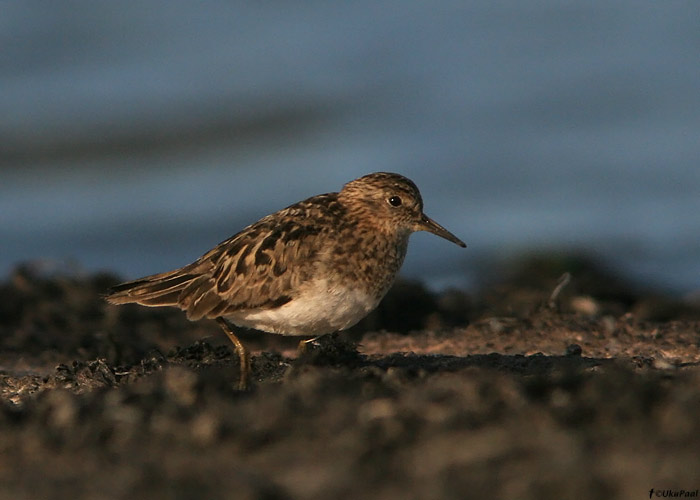 Värbrüdi (Calidris temminckii)
Läänemaa, juuli 2009

UP
Keywords: temminck