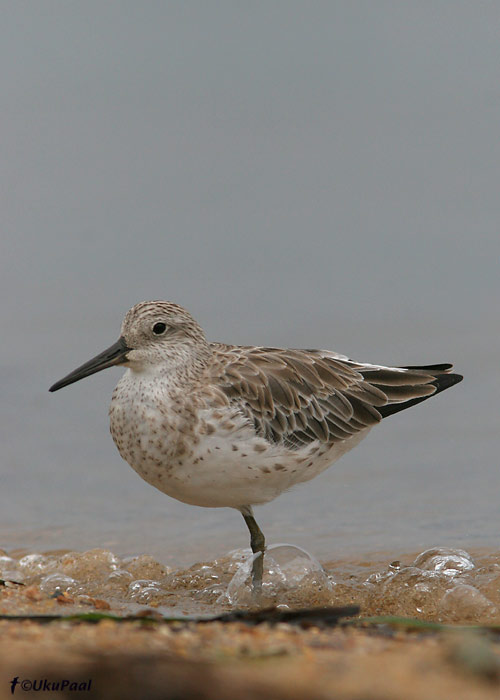 Hiidrüdi (Calidris tenuirostris)
Cairns, Detsember 2007
Keywords: great knot