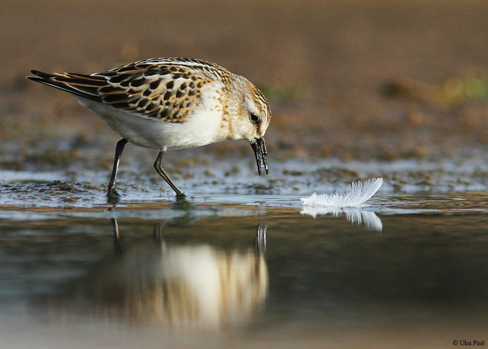 Väikerüdi (Calidris minuta) 1a
Kallaste, Tartumaa, september 2014

UP
Keywords: little stint