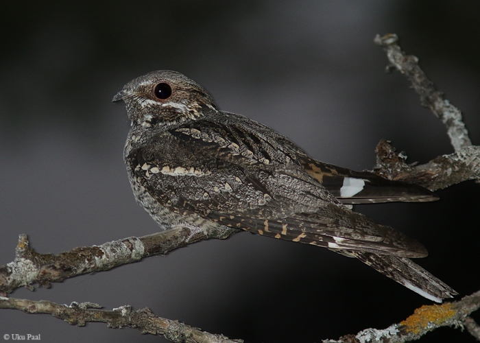 Öösorr (Caprimulgus europaeus)
Harjumaa, juuni 2016

UP
Keywords: european nightjar