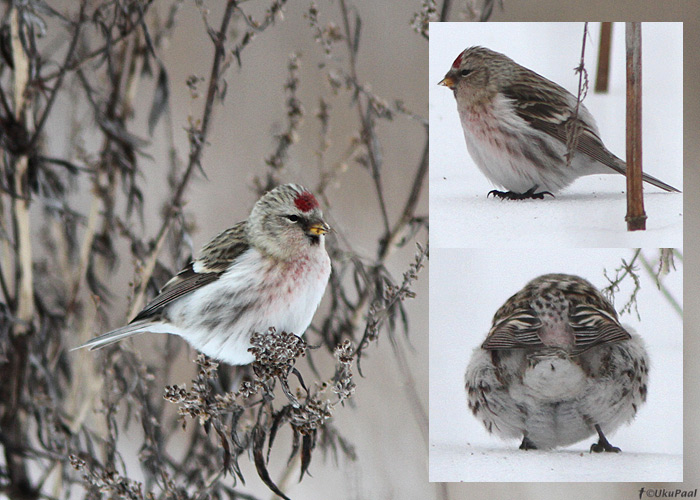 Urvalind sp. (Carduelis sp.)
14.2.2012, Aardla, Tartumaa. 

Uku Paal
Keywords: redpoll