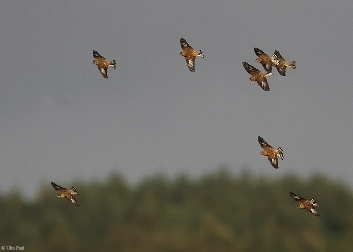 Kanepilind (Carduelis cannabina)
Hiiumaa, oktoober 2014

UP
Keywords: linnet