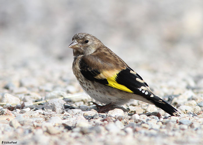 Ohakalind (Carduelis carduelis)
Läänemaa, september 2011

UP
Keywords: goldfinch