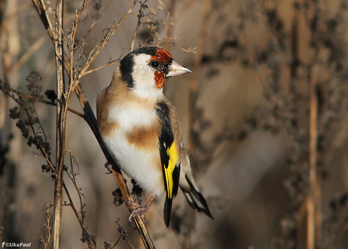 Ohakalind (Carduelis carduelis)
Tartumaa, 7.11.2010

UP
Keywords: goldfinch