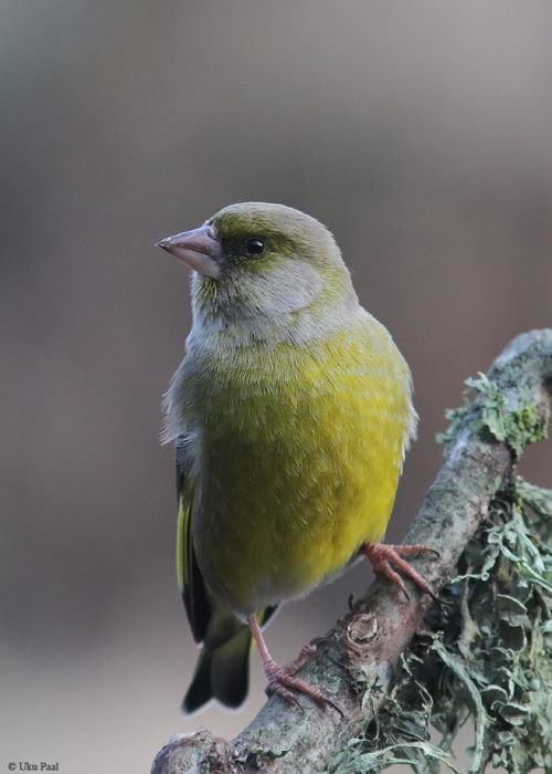 Rohevint (Carduelis chloris)
Saaremaa, veebruar 2015

UP
Keywords: greenfinch