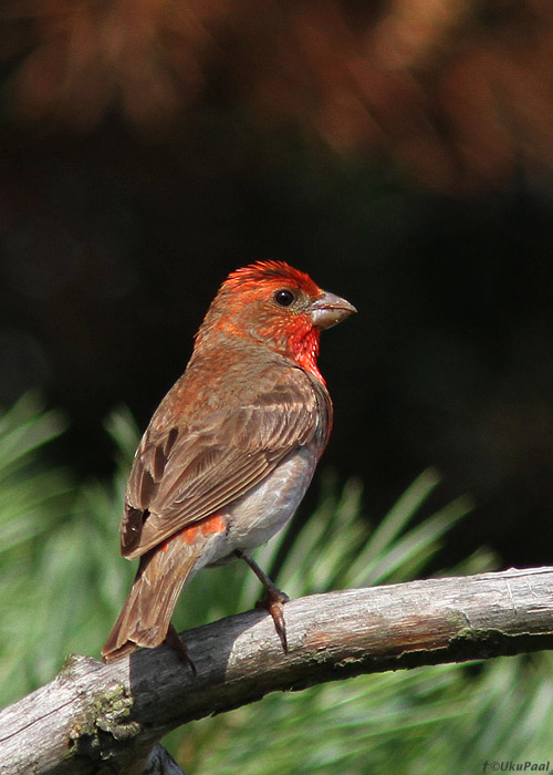 Karmiinleevike (Carpodacus erythrinus)
Kihnu, juuli 2013

UP
Keywords: common rosefinch