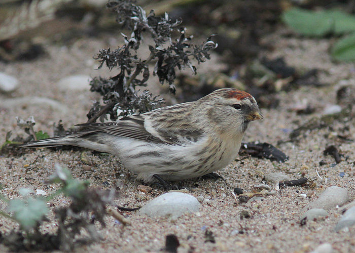 Hele-urvalind (Carduelis hornemanni)
Sääre, Saaremaa, 3.11.2013

UP
Keywords: arctic redpoll