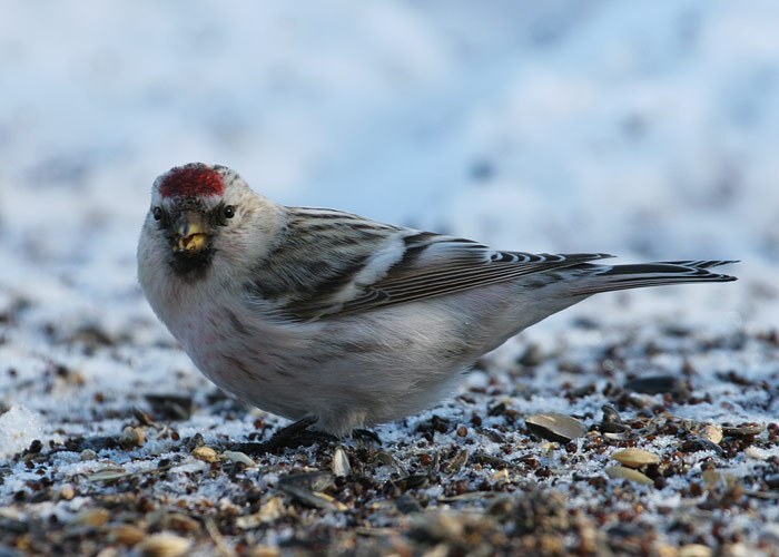Hele-urvalind (Carduelis hornemanni)
Sõrve linnujaam, 29.2.2012

Margus Ots
Keywords: arctic redpoll