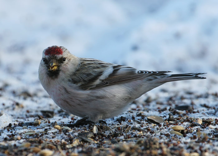 Hele-urvalind (Carduelis hornemanni)
Sõrve linnujaam, 29.2.2012

Margus Ots
Keywords: arctic redpoll