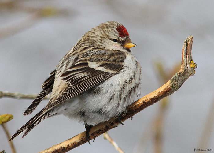 Urvalind (Carduelis flammea flammea)
Saaremaa, veebruar 2013

UP
Keywords: mealy redpoll