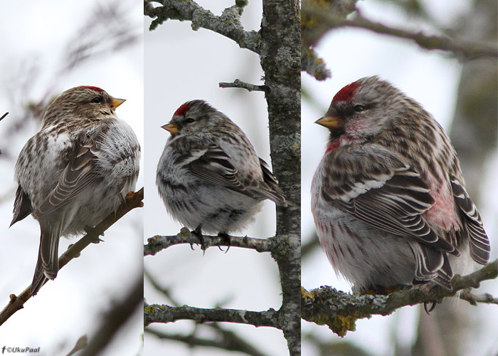 Urvalind (Carduelis flammea flammea)
Saaremaa, aprill 2012. Näiteid heleda päranipualaga urvalindudest.

UP
Keywords: redpoll