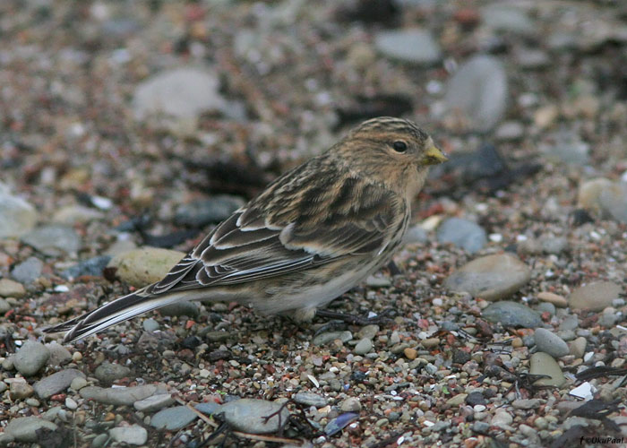 Mägi-kanepilind (Carduelis flavirostris)
Mõntu, Saaremaa, 18.10.2009

UP
Keywords: twite