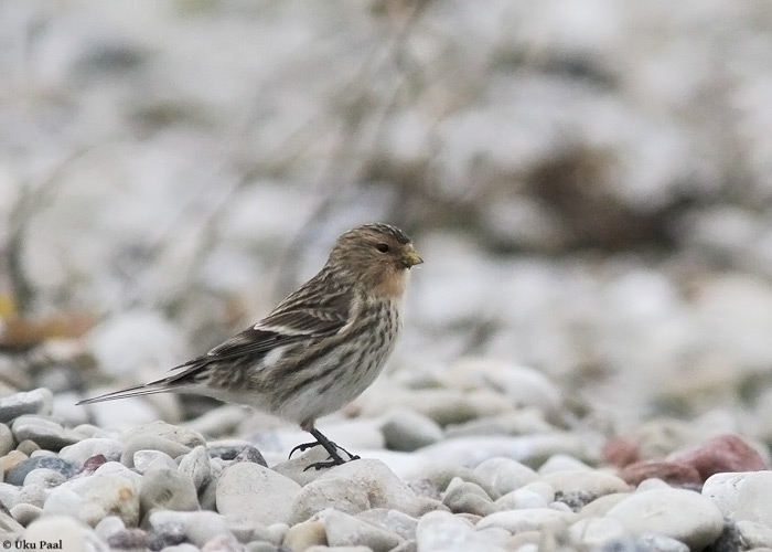 Mägi-kanepilind (Carduelis flavirostris)
Saaremaa, november 2013

UP
Keywords: twite