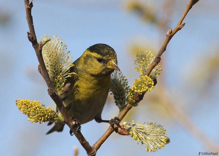 Siisike (Carduelis spinus)
Kalana, Hiiumaa, mai 2013

UP
Keywords: siskin