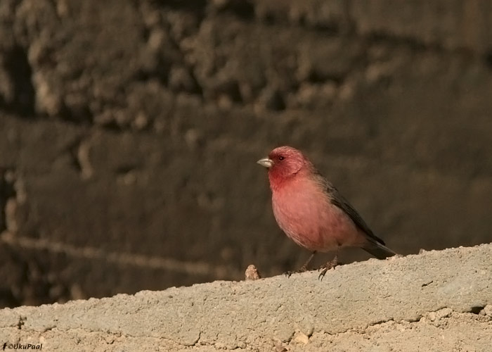 Hele-karmiinleevike (Carpodacus synoicus)
Egiptus, jaanuar 2010
Keywords: sinai rosefinch